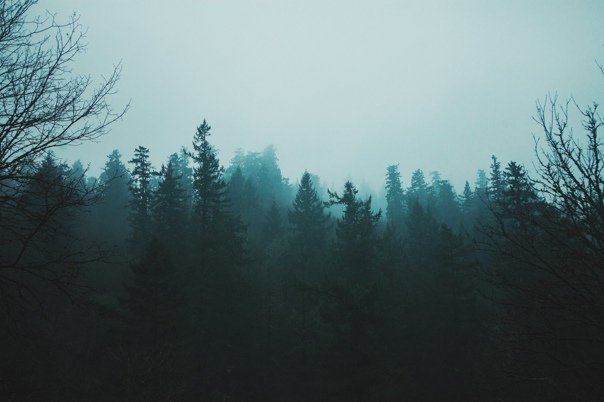 Текстура леса