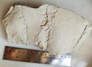 Стилолитовые швы