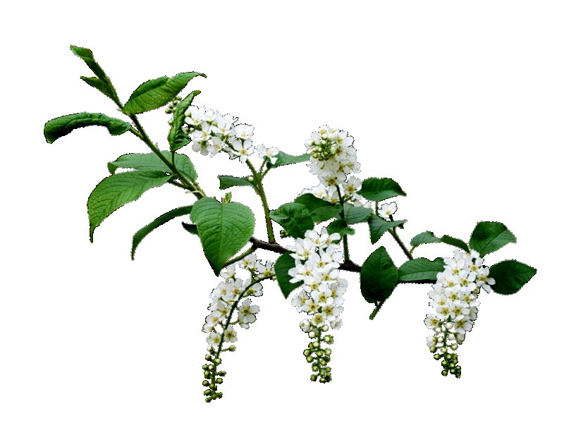 Черемуха на белом фоне