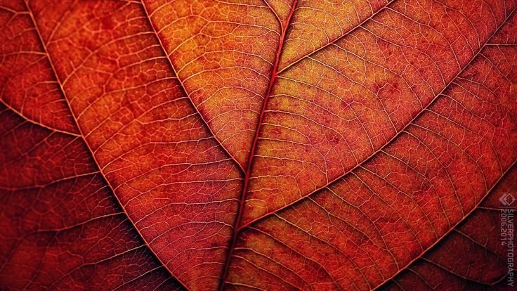 Текстура листьев