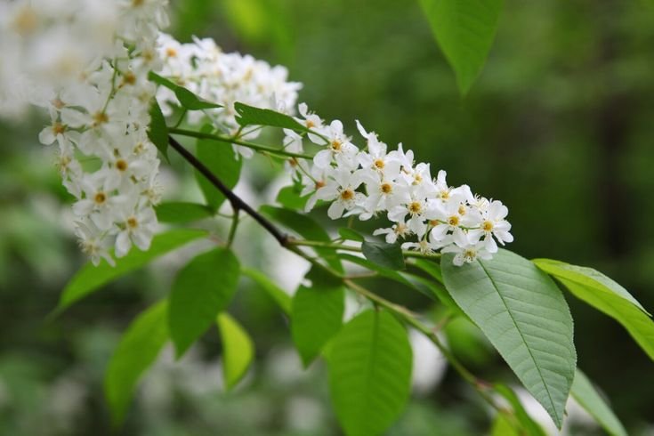 Акация Маака