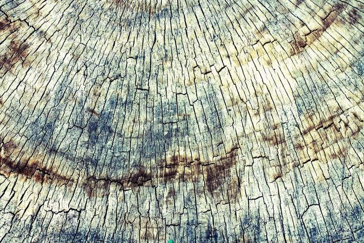 Срез старого дерева