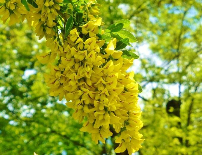 Акация Карагана древовидная