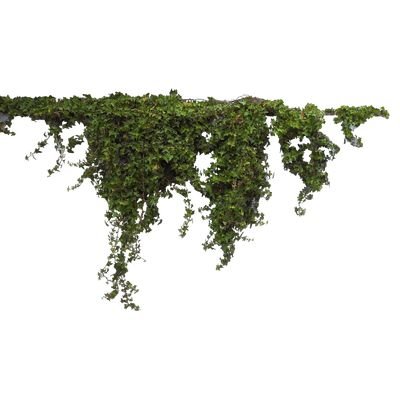 Свисающий мох