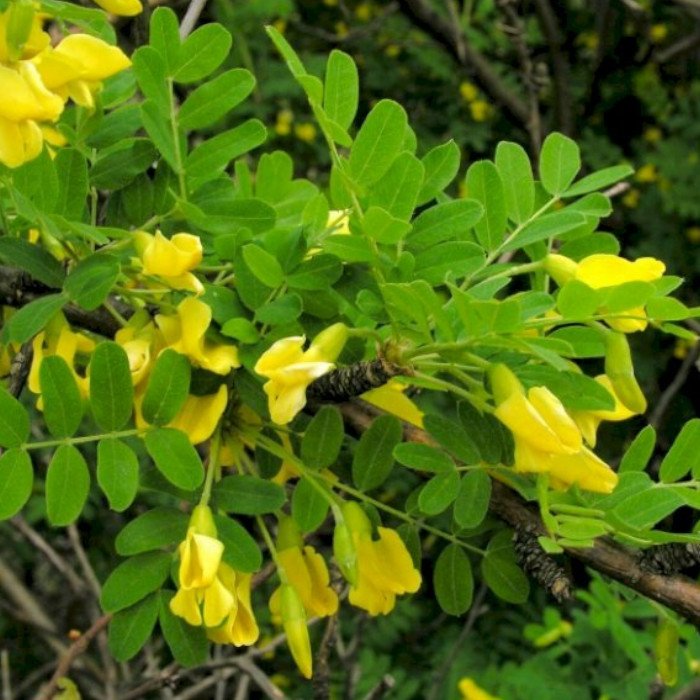 желтая акация