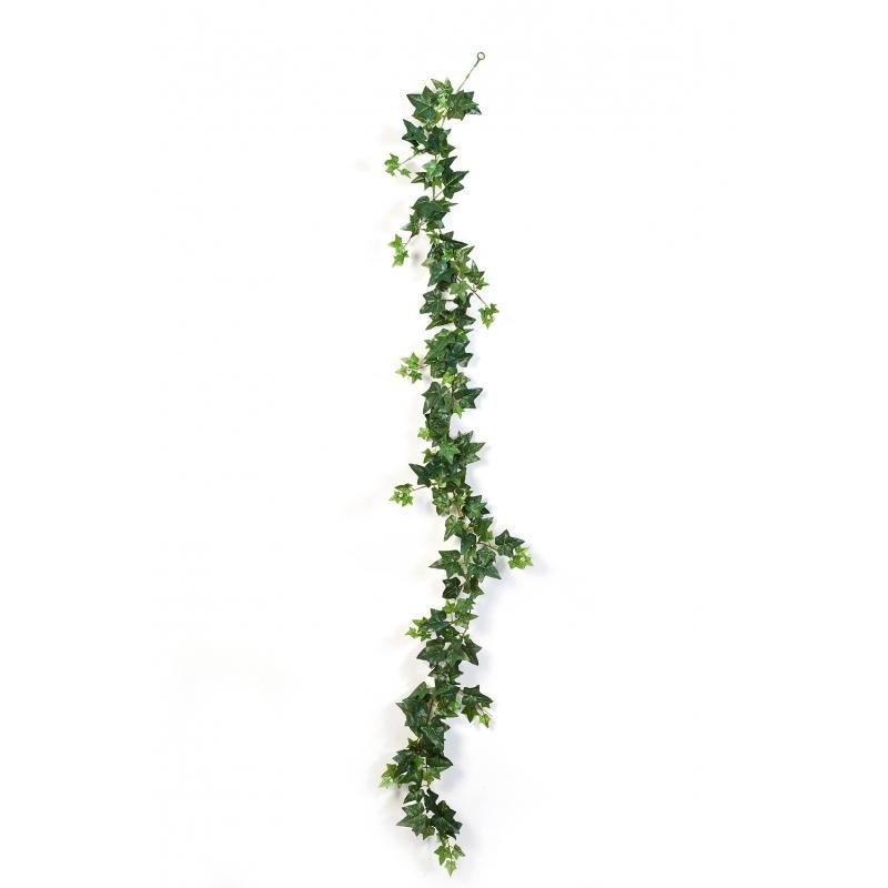 Плющ зеленый Хедера