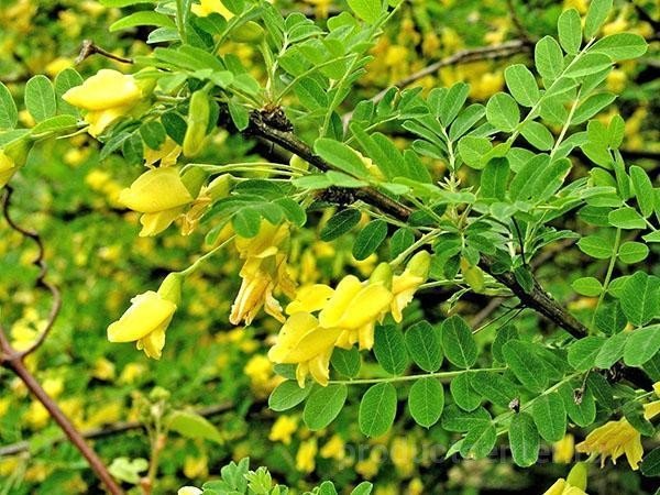 Акация Карагана древовидная