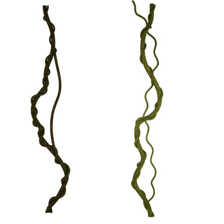 Лиана лоза Вьюнок