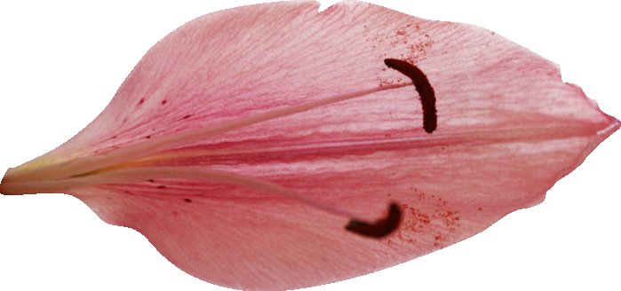 Лепесток лилии
