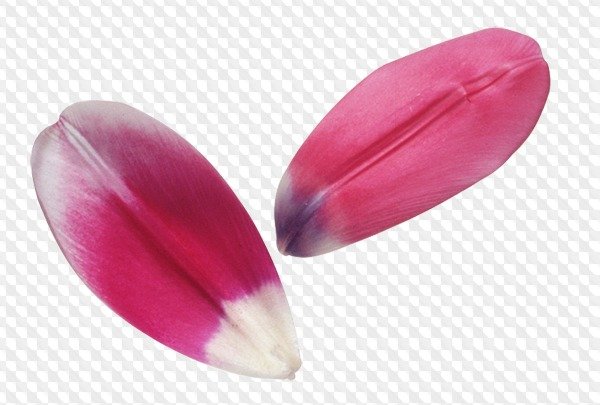 Лист тюльпана