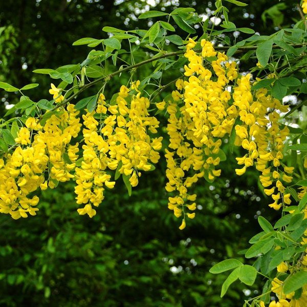 Акация желтая Карагана древовидная