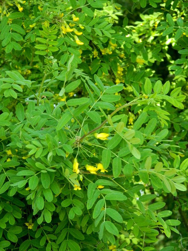 Грузинская Акация