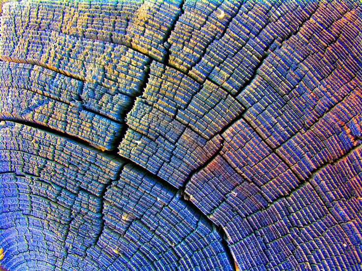 Срез дерева текстура