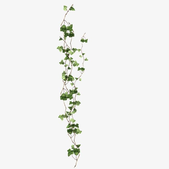 Хедера Лиана плющ