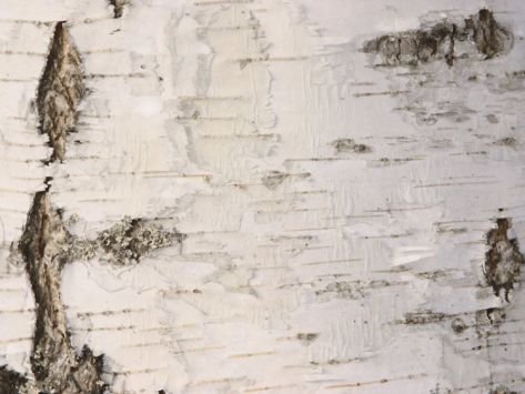 Фон береста Берёзовая кора