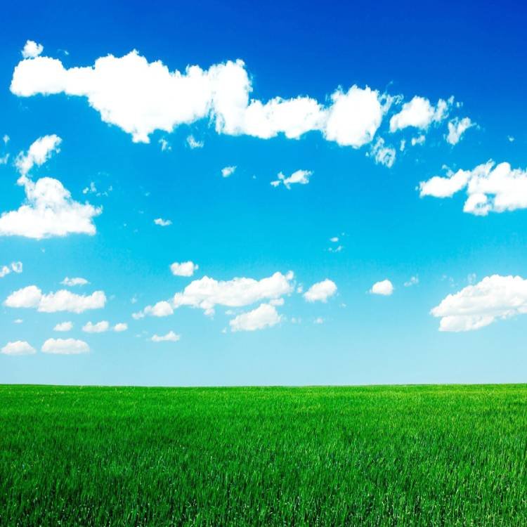 Трава и небо