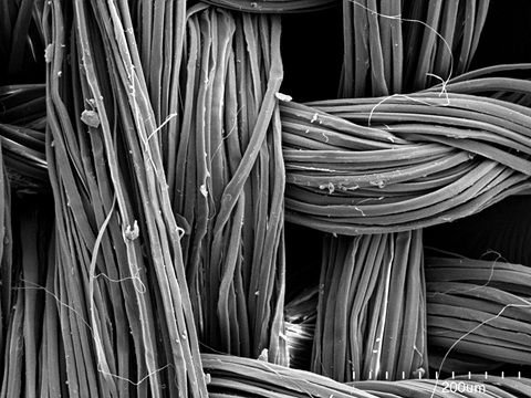 Волокна рами под микроскопом