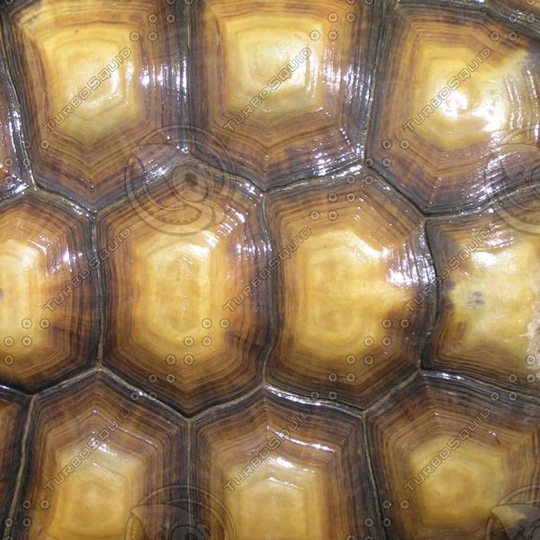 Черепаший панцирь