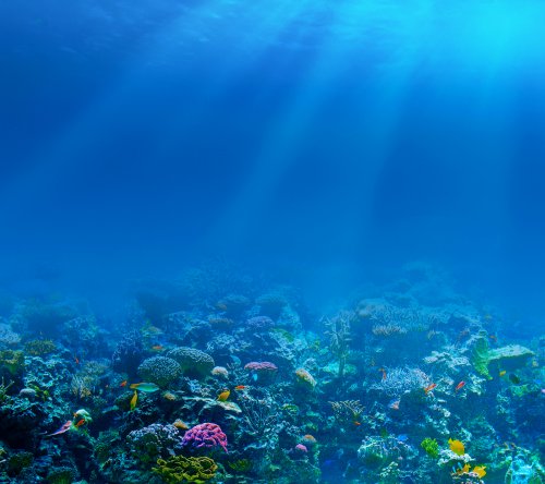 Морское дно