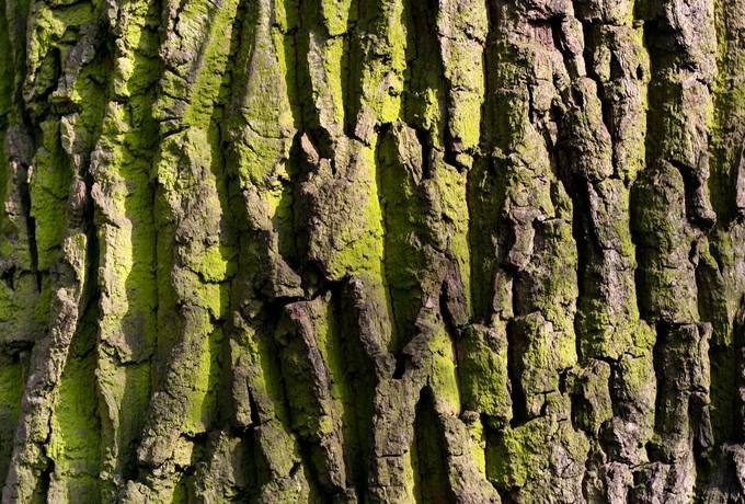 Рельеф коры дерева