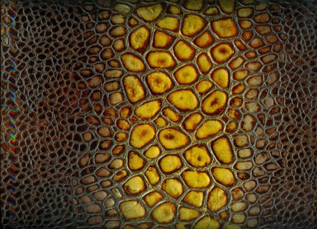 Паттерн панцирь черепахи