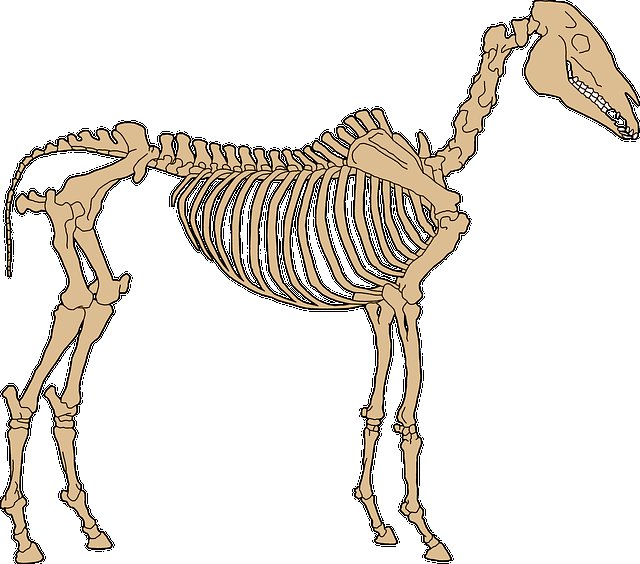 Скелет лошади анатомия