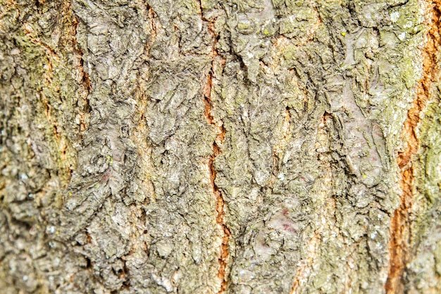 Текстура дерева абрикос