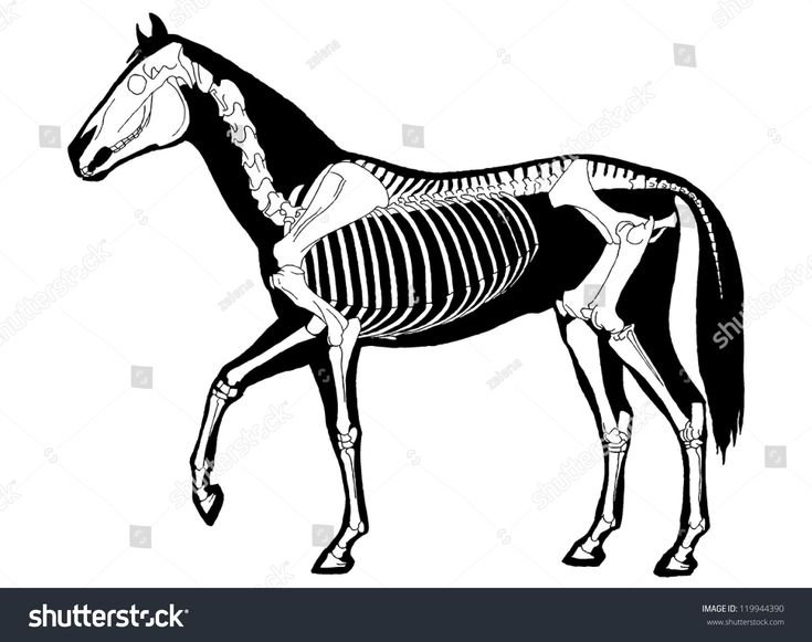 Скелет лошади
