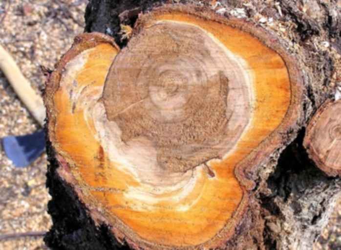 Дерево в разрезе