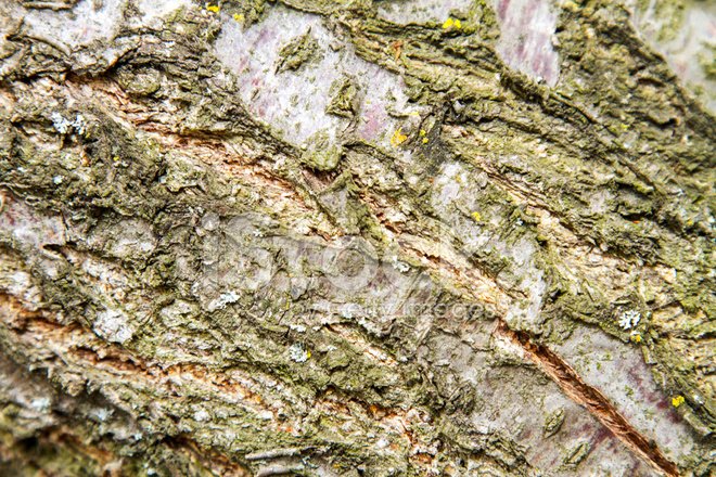 дерева абрикоса