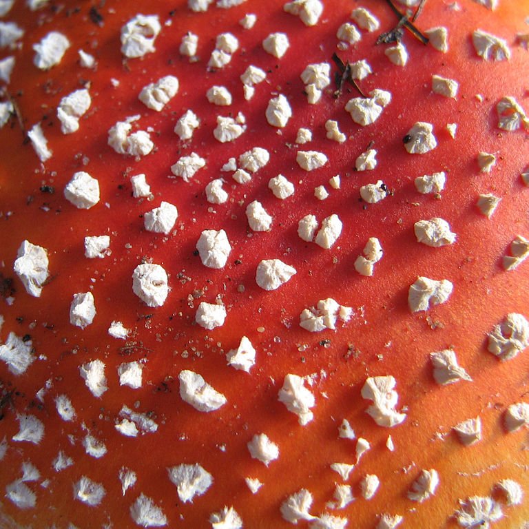 Мухомор красный