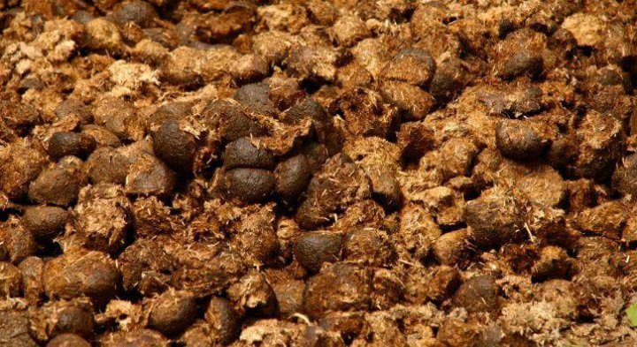 Куча навоза