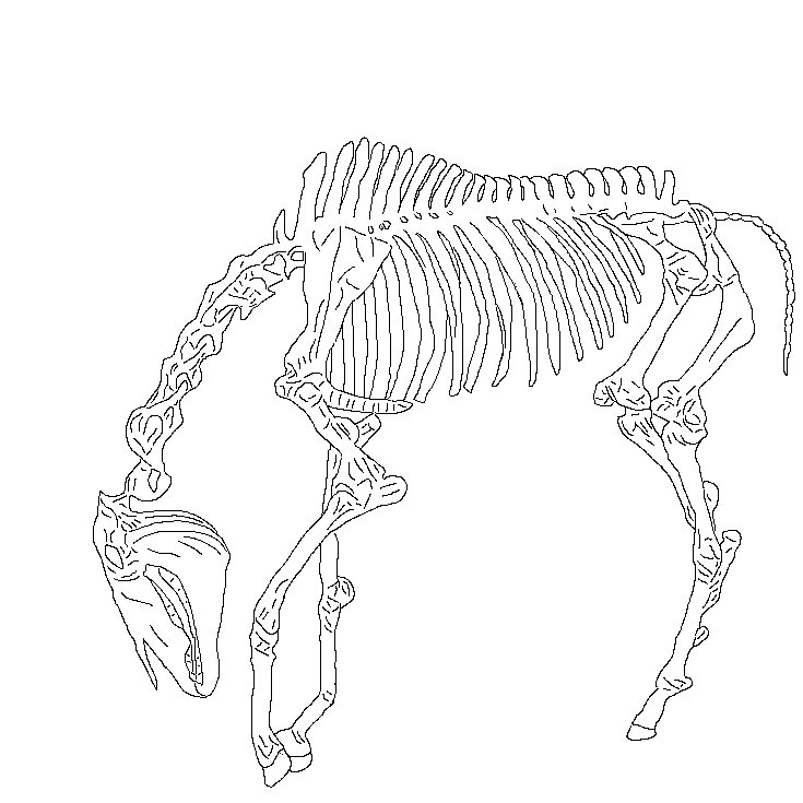 скелет лошадь