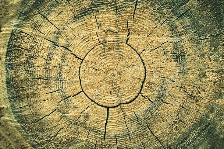 Фактура дерева