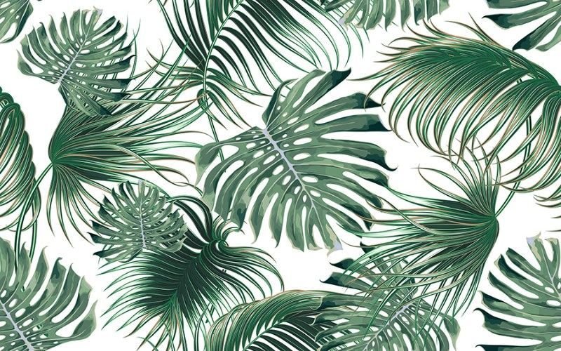 Монстера папоротник растения