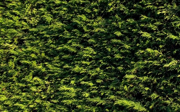 Густые кусты