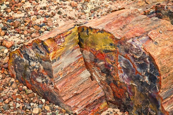 Окаменелое дерево.(Petrified Wood).