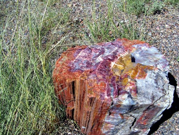 Окаменелые деревья в Аризоне