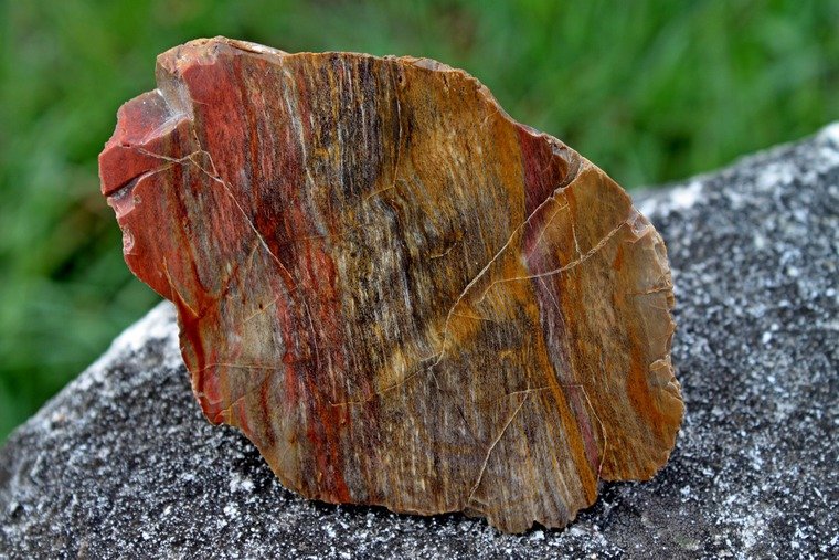 Деревья Самоцветы окаменелые