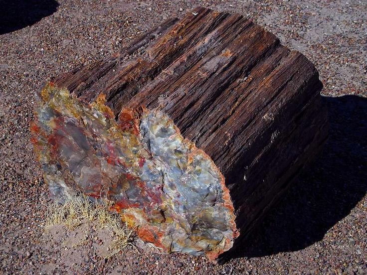 Окаменелое дерево.(Petrified Wood).