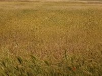 Текстура травы