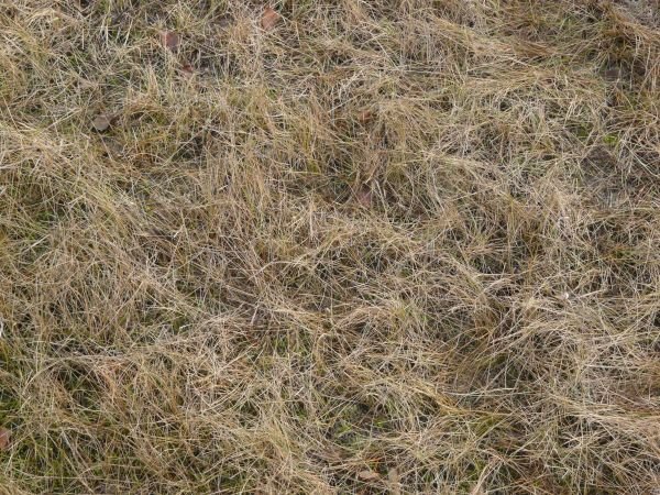 Желтая трава текстура