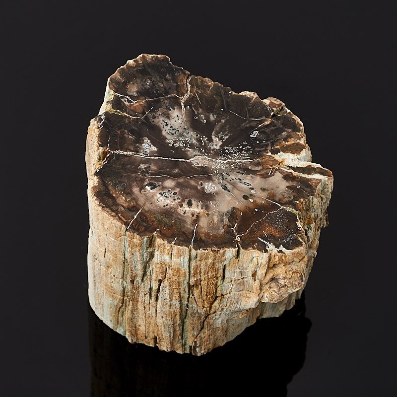 Окаменелое дерево камень