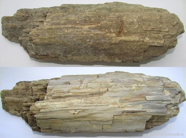 Баевское окаменелое дерево