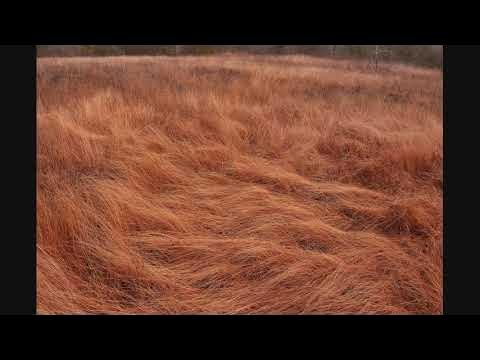 Поле сухой травы