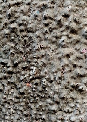 Марсианский богомол