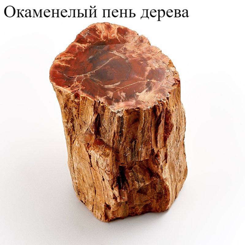 Окаменевшее дерево камень