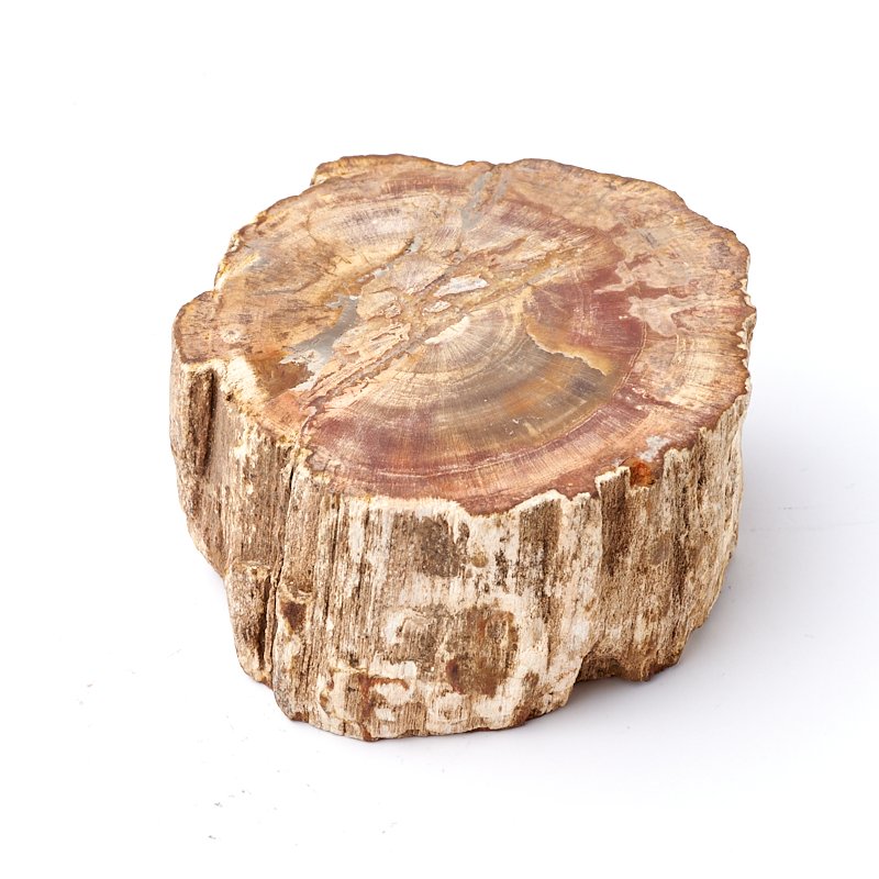 Окаменелое дерево камень