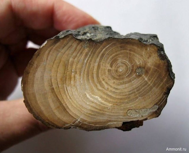 Окаменелое дерево окаменелости