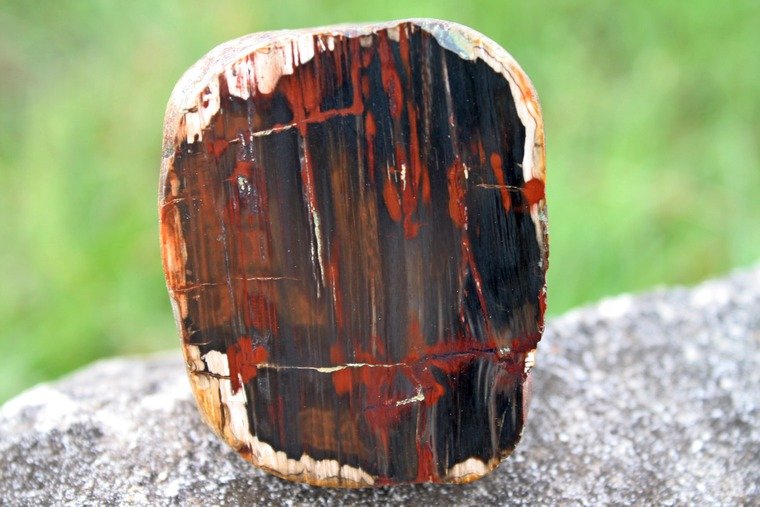 Окаменелое дерево Крым